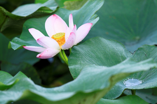 荷花 出水芙蓉