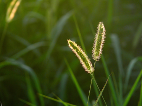 毛毛草