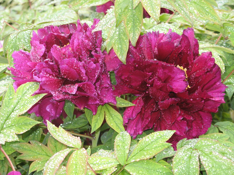 雨后牡丹 洛阳牡丹 花卉