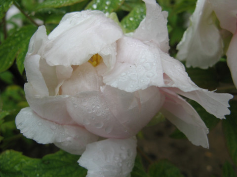 雨后牡丹 洛阳牡丹 花卉