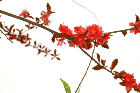 桃花