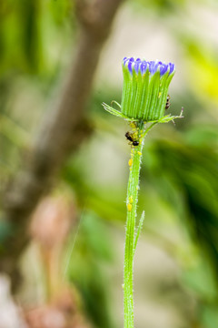 花蕾