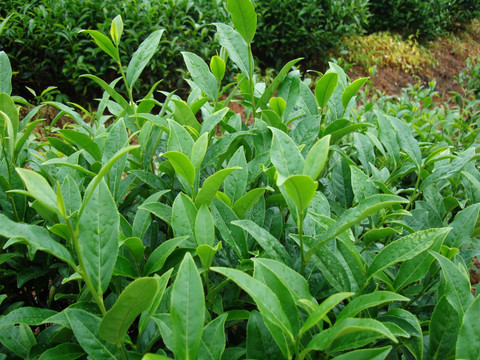 茶叶