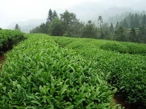 茶叶