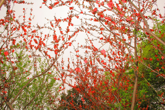 桃花