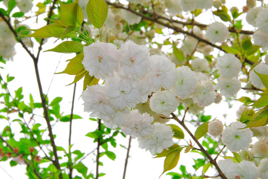 樱花