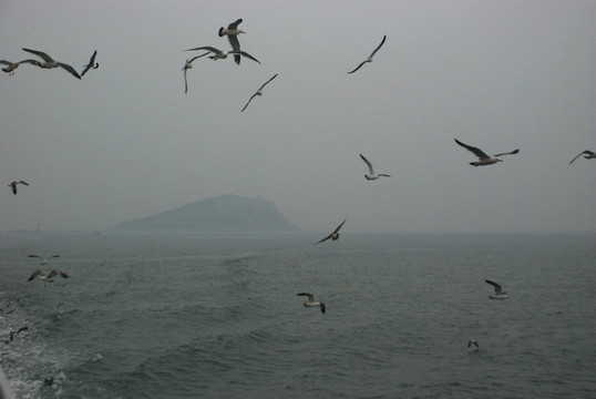 长岛 鸟岛 群鸥 海上 海鸥