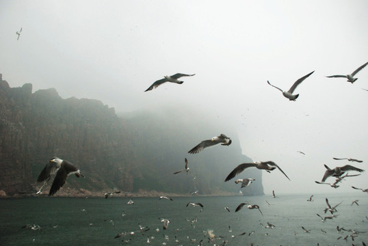 长岛 鸟岛 群鸥 海上 海鸥