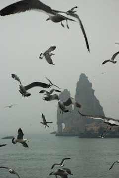 长岛 鸟岛 群鸥 海上 海鸥