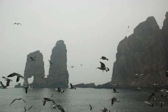 长岛 鸟岛 群鸥 海上 海鸥