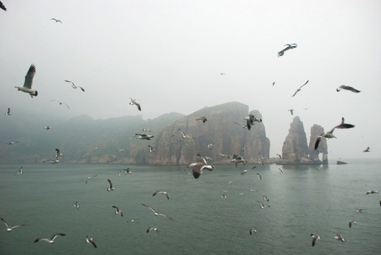 长岛 鸟岛 群鸥 海上 海鸥