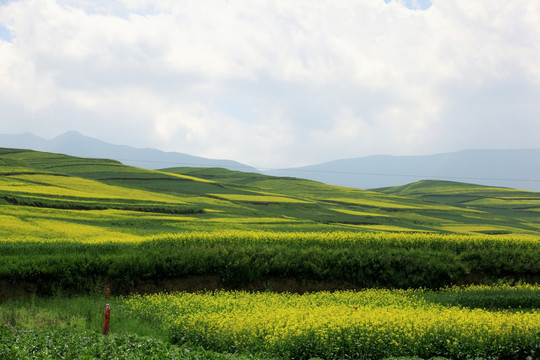 青海湖油菜花