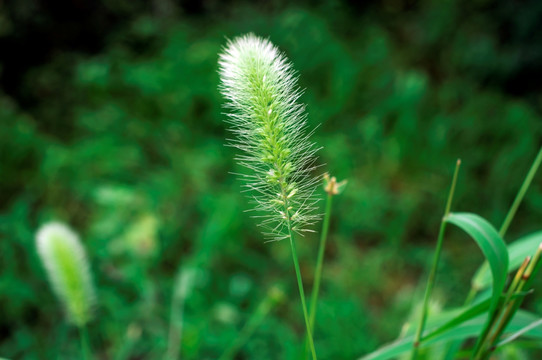 狗尾草