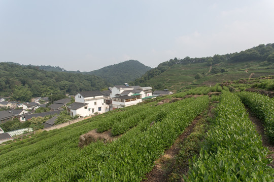 杭州龙井山茶叶园