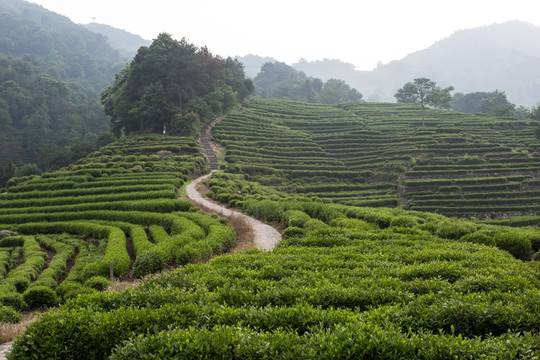 杭州龙井山茶园