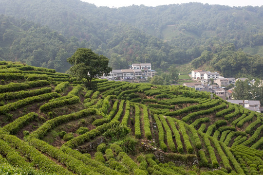 杭州龙井山茶园