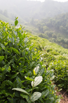 茶叶种植
