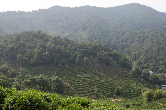 杭州龙井山茶园