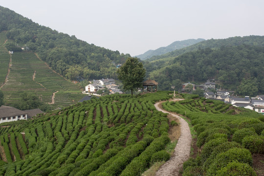 杭州龙井山茶园