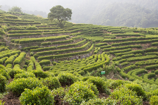 杭州龙井山茶园