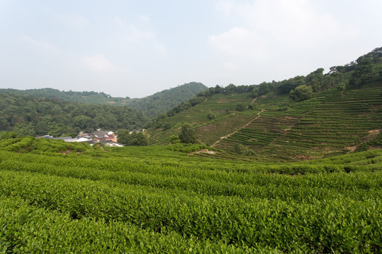 杭州龙井山茶园