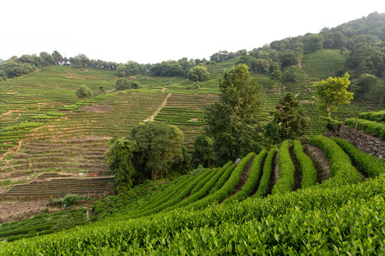 杭州龙井山茶园