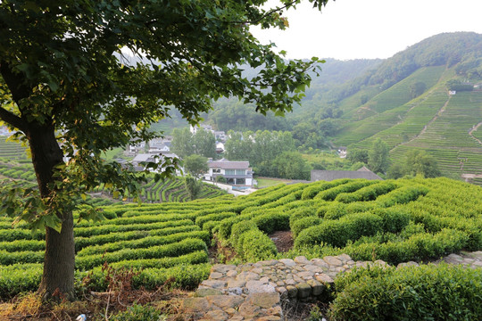 杭州龙井山茶园