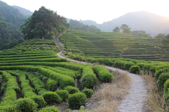 杭州龙井山狮峰茶园