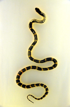 金线银环蛇标本