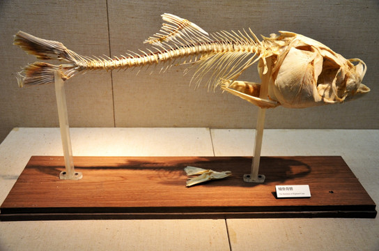 鳙鱼骨骼标本