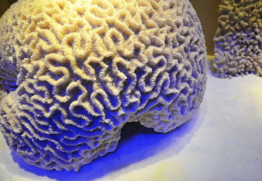 脑形珊瑚
