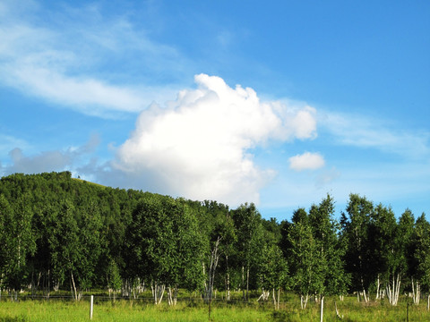 自然保护区白桦林