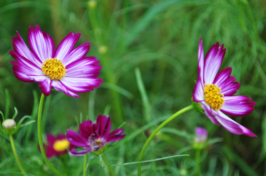 格桑花 波斯菊