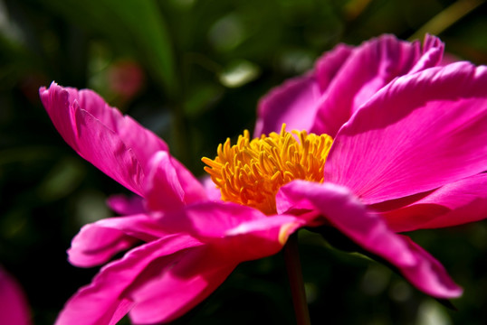 芍药