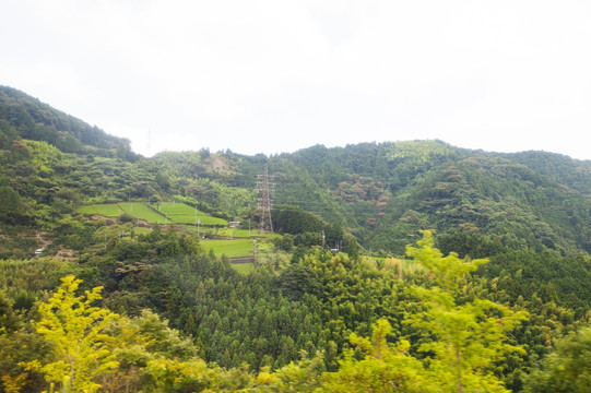 高山茶园