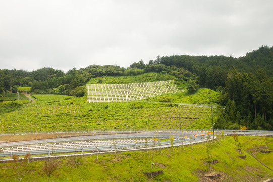 高山茶园