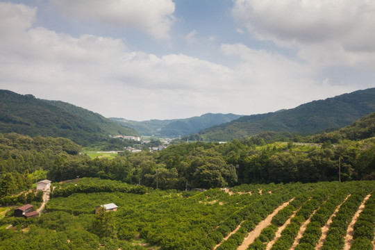 高山茶园