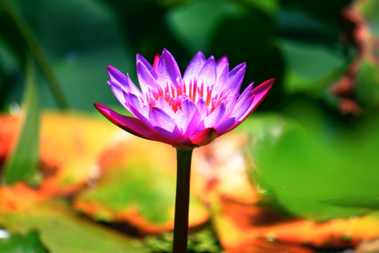 荷花