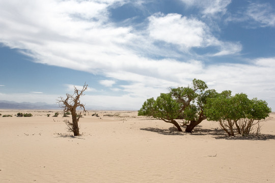 沙漠中的胡杨树