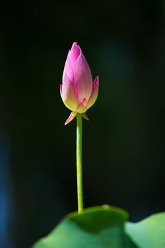 荷花花苞