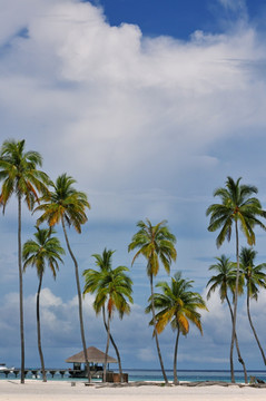 马尔代夫棕榈树