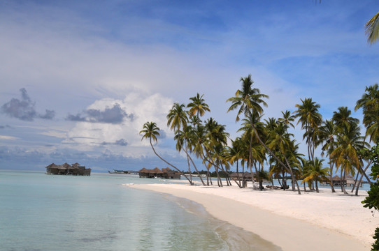 马尔代夫沙滩和棕榈树