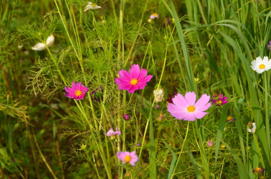 格桑花 波斯菊