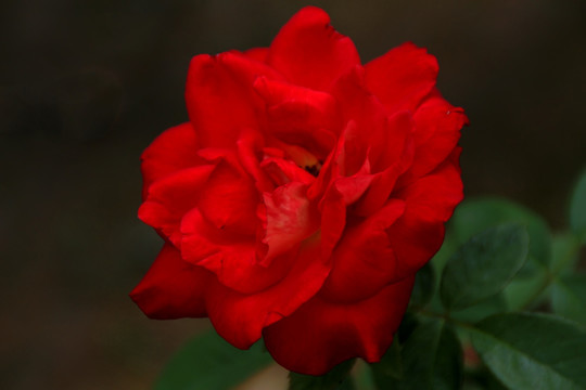 玫瑰花 红花 花卉