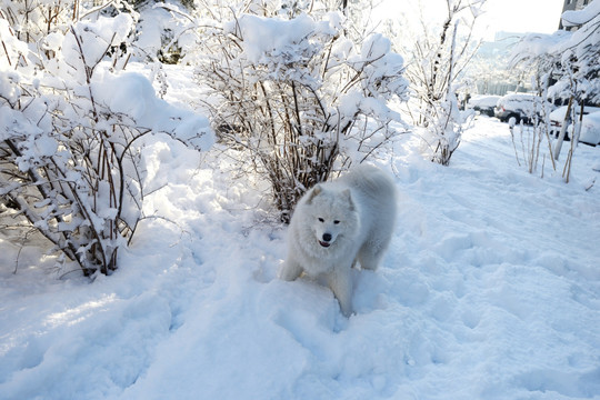 雪地中的宠物狗