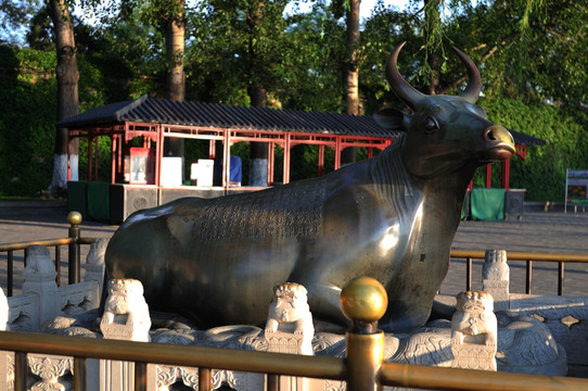 北京颐和园的铜牛
