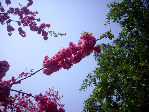 春天的气息 樱花