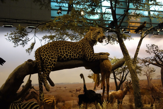 上海科技馆非洲动物展区
