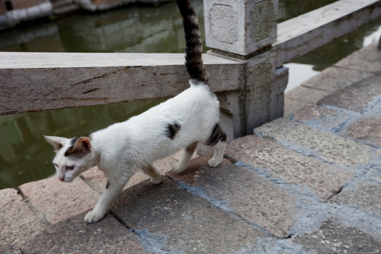 小猫