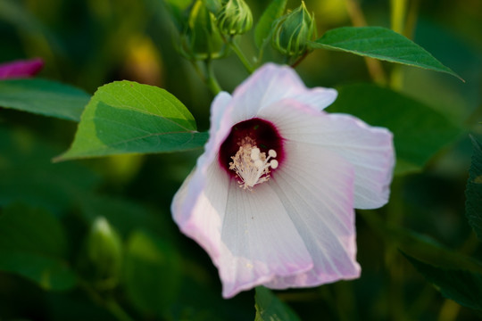 木槿花